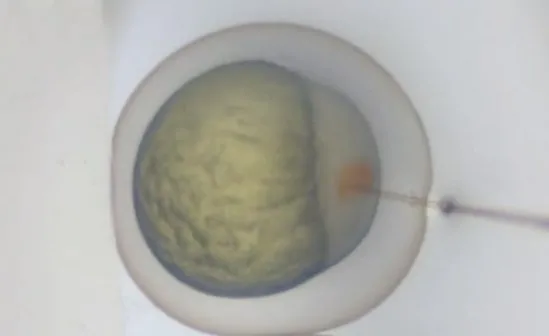 Photo of a microinjection of a zebrafish egg with a tiny needle