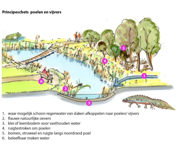 Principeschets poelen en vijvers