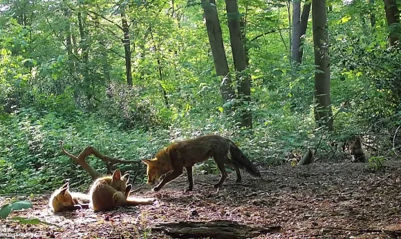 Vossen in het bos bij de Radboud Universiteit