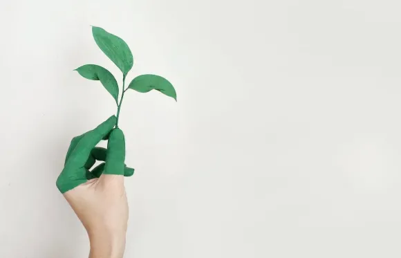 ontwikkeling van een plant