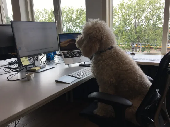 Molly de hond achter een scherm