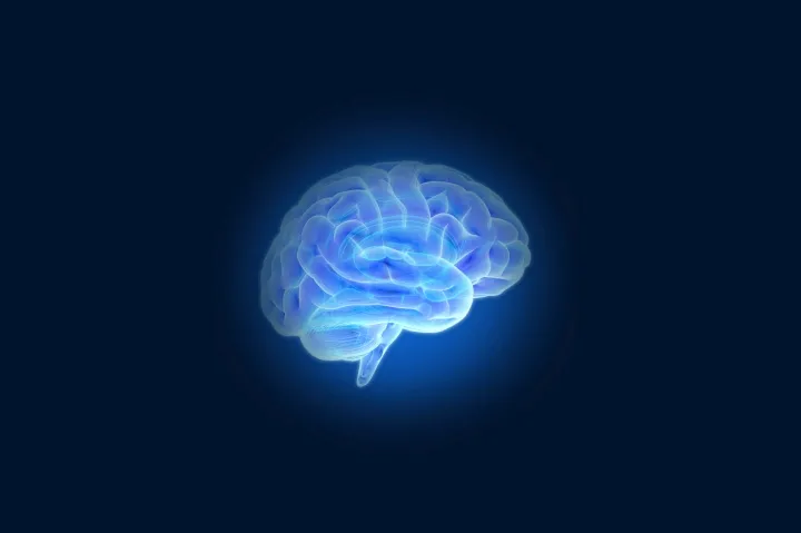 Neurobiology brain