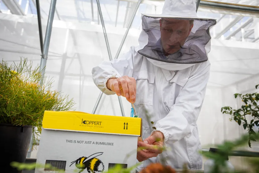 Martijn Agterberg bestudeert een hommel