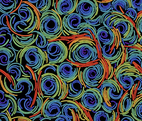 COLLOIDAL LIQUID CRYSTALS