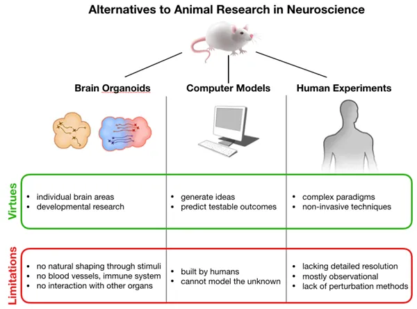 Alternatives to animal research in neuroscience