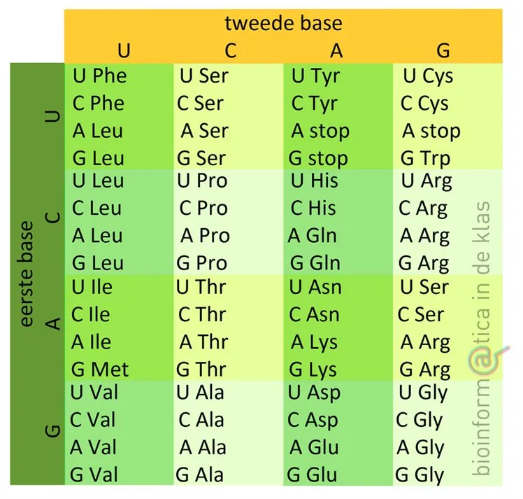 Zien en zicht verliezen - codontabel