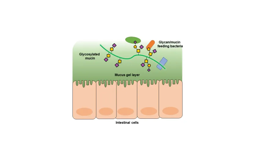 Epithelial glycosylation in the human colon and cross-talk with the microbiome