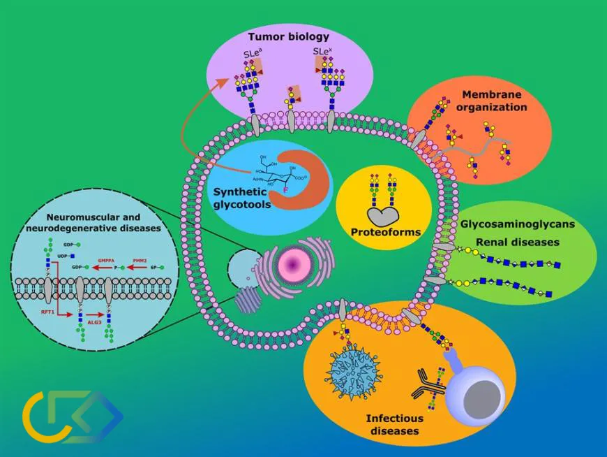 Glycoscience research interests