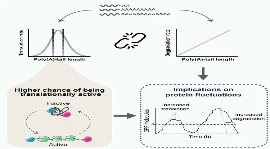 Graphical abstract