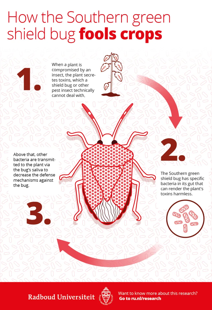 Infographic Southern green shield bug