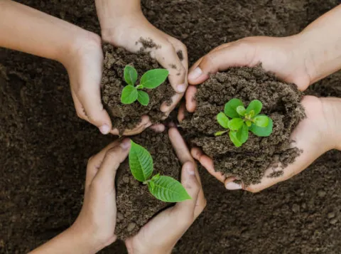 Plants in hands