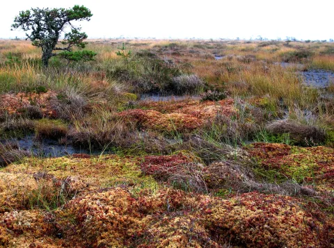 Store Mosse nationaal park