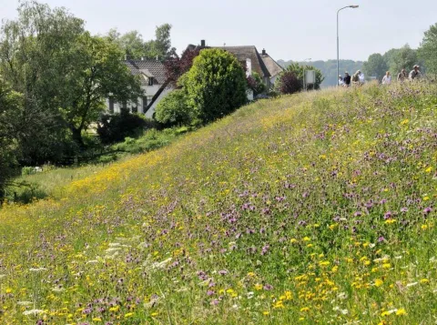 Duin met sterke soortenrijke grasbekleding