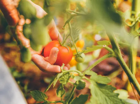 Tomatenplant