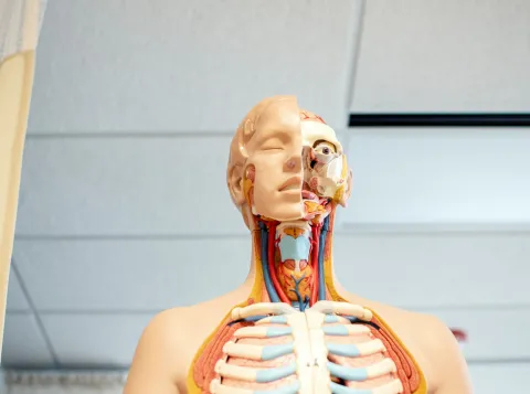 Je ziet een anatomisch voorbeeldmodel van een mens, waarbij de helft van het schedel en de onderliggende spieren zichtbaar zijn.