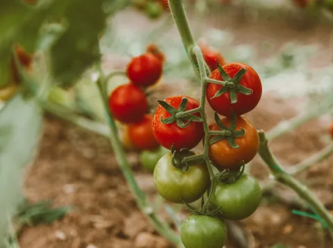 Red and Green Tomato Fruits