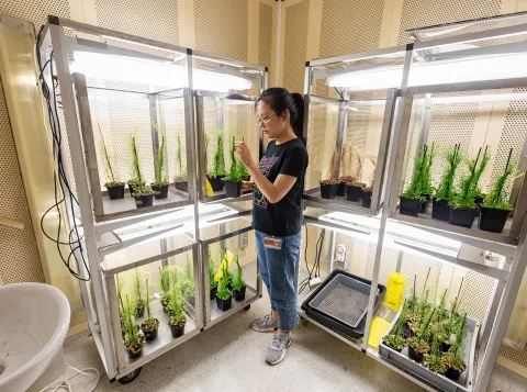 Fysiologie van plantensystemen