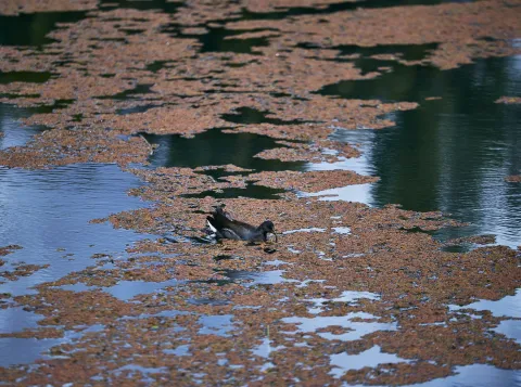 Surface water, oppervlaktewater