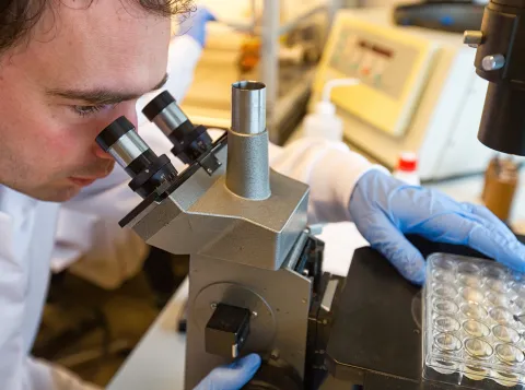Biomolecular Chemistry researcher looks through microscope