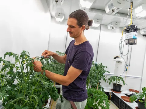 Researcher at greenhouse