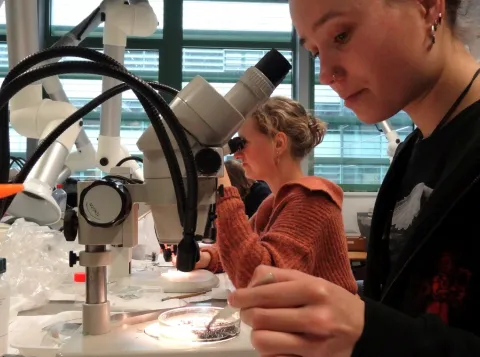 In het determinatielab van de Radboud Universiteit bekijken en determineren studenten en assistenten insecten met hulp van binoculairs.