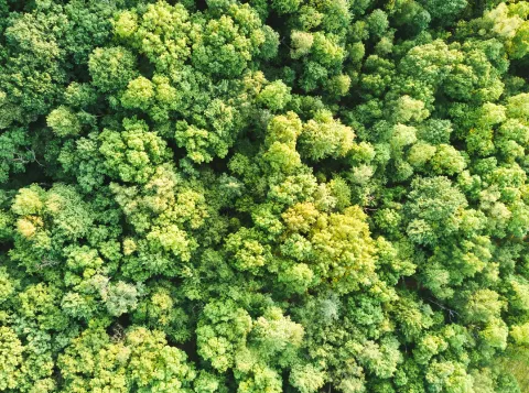 Photo of green trees seen from above