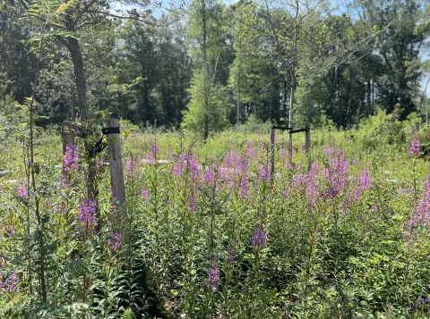 Biodiversiteit op de campus