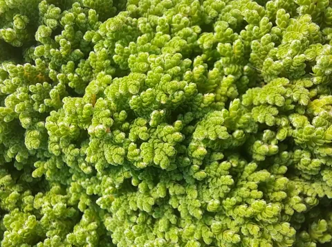 Azolla
