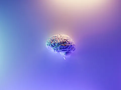 brain 