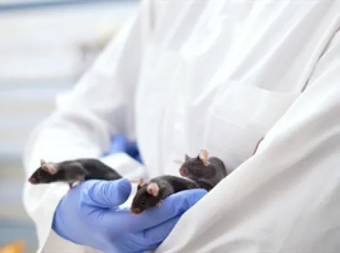 TNU mice animal research