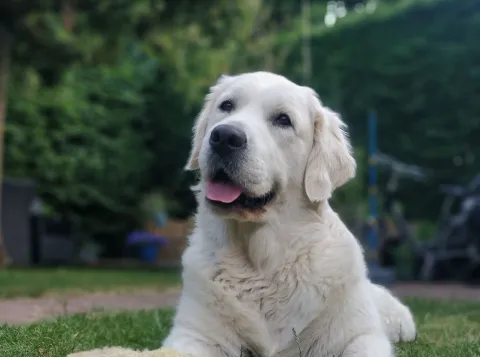 Golden retriever die in het gras ligt