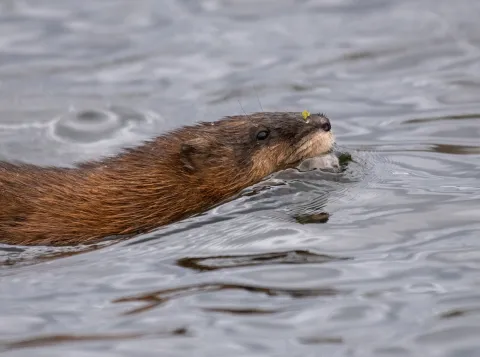 Muskusrat in het water