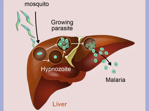 Malaria parasites