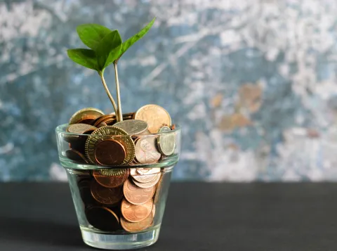 Plant grows out of money