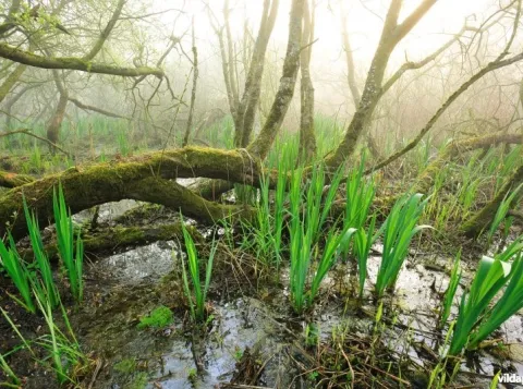 Foto van moerrassige omgeving met waterplanten, bemoste boomstammen en gefilterd zonlicht