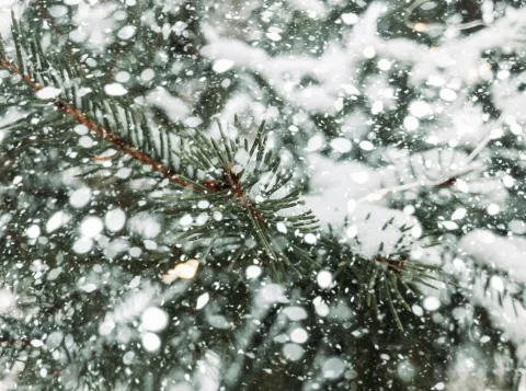 Dennenboom met sneeuw