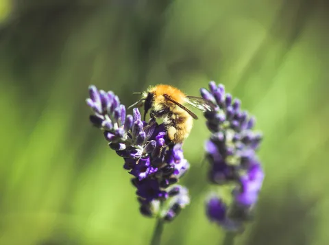 Bij op een bloem