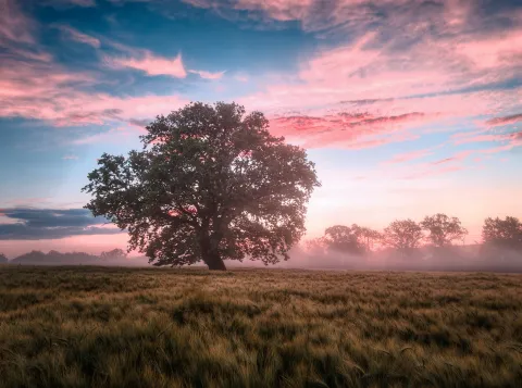 A tree in a field in early morning
