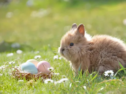 Small bunny next to easter eggs