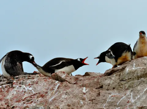Pinguins