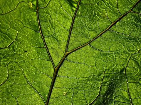 Close-up photo of a plant leaf with leaf veins