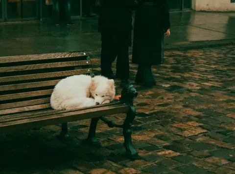 Hond op een bankje