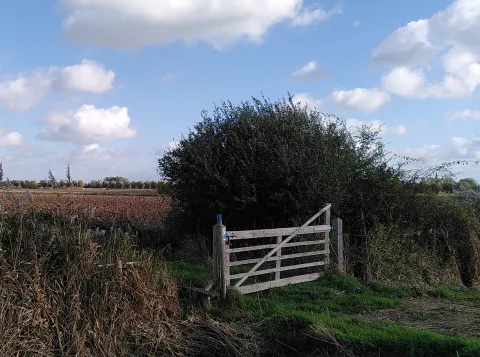 A field in the Ooijpolder