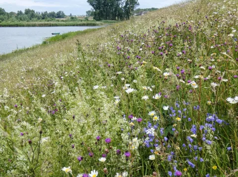 Bloemrijke dijk