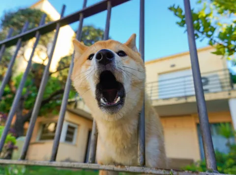 Blaffende hond bij een hek