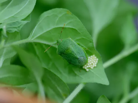 Foto van schildwants op een groen blad