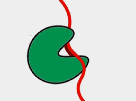 Visualisation of argonaute