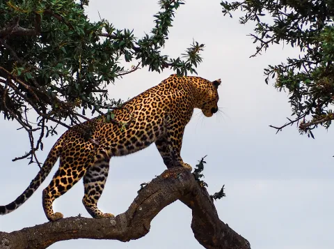 Mathematical Secrets of Nature’s Beauty