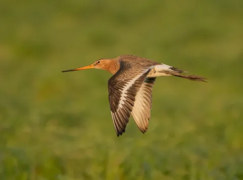 Lijden vogels honger door bestrijdingsmiddelen?