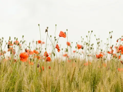 Het Living Lab probeert natuur en landbouw samen te brengen
